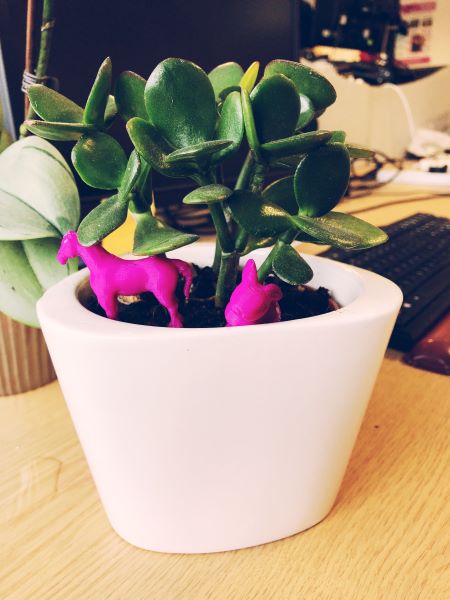 A moneytree plant on Janes desk 